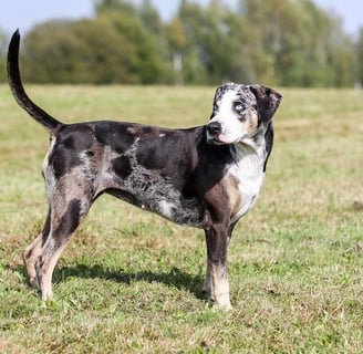 American Leopard Hound