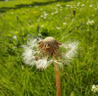 Dandelion clock