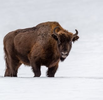 Jesse Puljujärvi aka Bison King