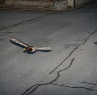 sinisorsa kameratutkassa