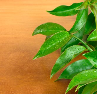 Folhas verdes da planta ora-pro-nóbis