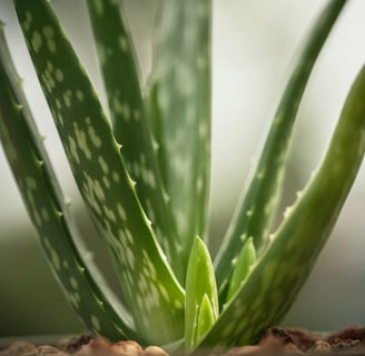 Fresh aloe vera leaves with aloe vera gel, perfect for skin rejuvenation and anti-aging treatments.