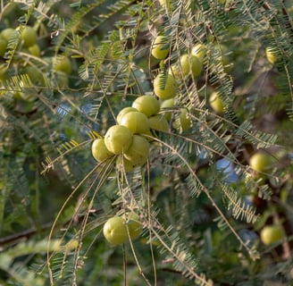 Amla tree  showcasing the health benefits of amla