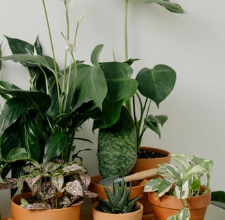 "Lucky indoor plants for positive energy and good fortune, including lucky bamboo, jade plant, peace