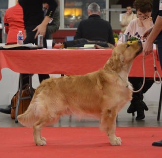 golden retriever concours lof alès