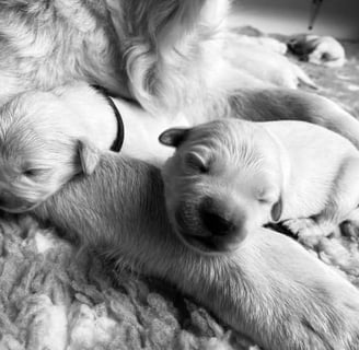 chiot golden retriever élevage