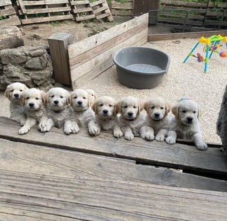 chiot golden retriever dans leur parc de jeux école du chiot ales