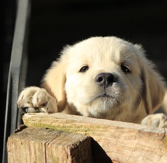 chiot golden retriever qui s'amuse école du chiot ales