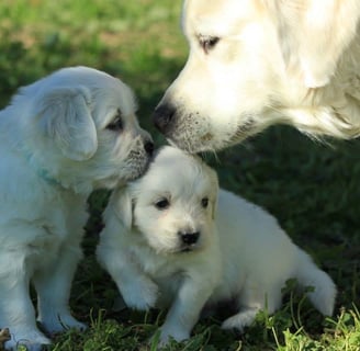 chiots et maman golden retriever en extérieur