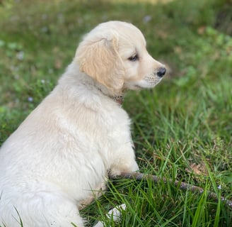 école du chiot lumos puppy instructor