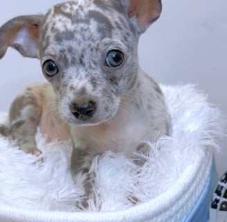 Merle chihuahua puppy for sale