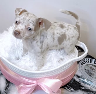 merle chihuahua puppy for sale