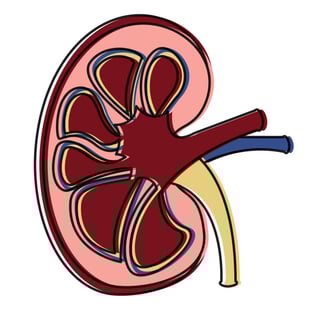 Kidney