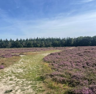 Utrechtse Heuvelrug Romantische wandeling