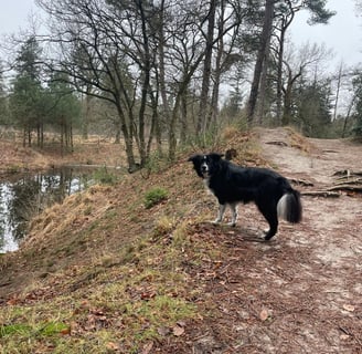 Lage Vuursche na regenval