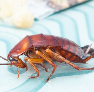 a cockroach trapped on a glue trap