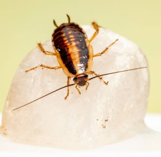 a german cockroach nymph