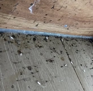 cockroach droppings and smear marks