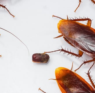 an ootheca of american cockroaches