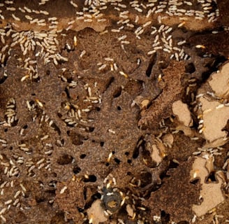 a group of foraging subterranean termites in mud trails