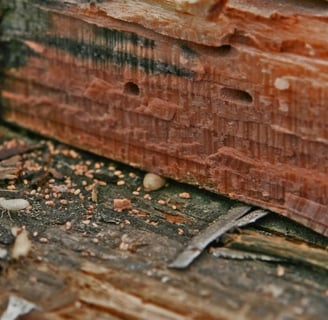 drywood termite frass