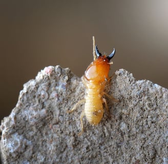 a termite soldier