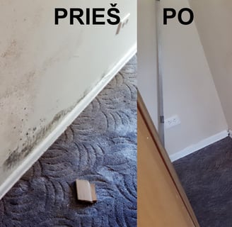 Pelesio naikinimo paslaugos, pelesio naikinimo darbai, pelesio naikinimo imone,
