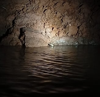 avvistamento di caimano in amazzonia