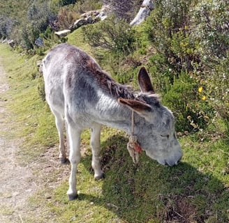 Quanto costa visitare Isla del Sol