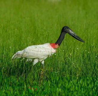 Cosa fare e vedere a Pantanal