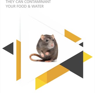 Rodent Control Services in Mumbai by Skupa Pest Control – Reliable Rat and Mouse Removal Solutions