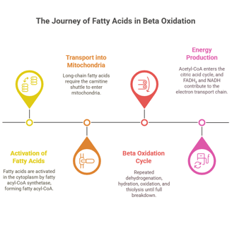 steps beta oxidation