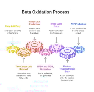 process of beta oxidation