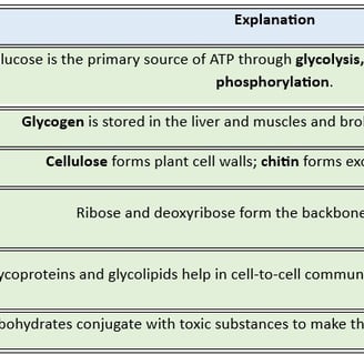 carbohydrate_functions