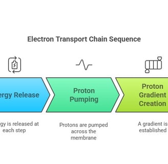 ETC sequence