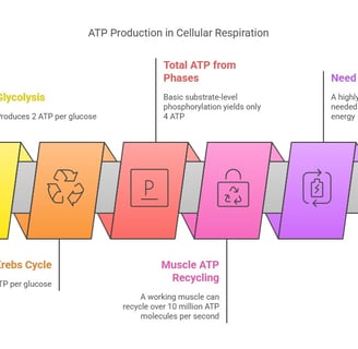 ATP production in ETC