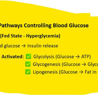 Fed State - Hyperglycemia