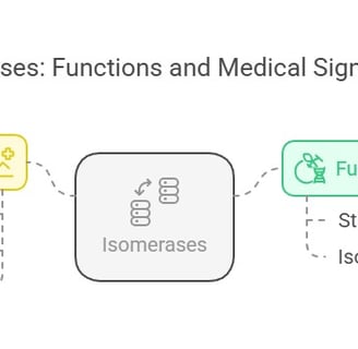 Isomerases: Functions & medical significance