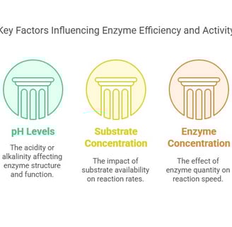 Key factors influencing enzyme efficiency & activity