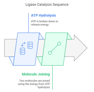 Ligase Catalysis sequence