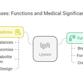 Lyases: Function & medical significance