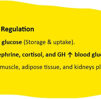 summary blood glucose regulation