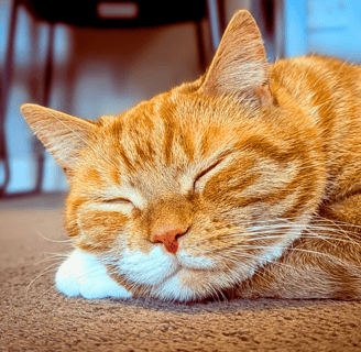 Oliver having a relaxing nap during a pet visit in Edinburgh