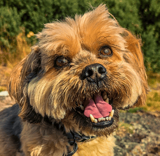 Freddie enjoying a sunny walk in Edinburgh