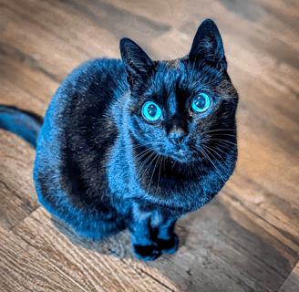 Basti enjoying the attention during a cat sit in Edinburgh