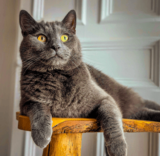Grayson the cat posing during a pet sitting visit in Edinburgh, photo taken to update his owner