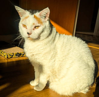 Trix, a lovely white cat, relaxing in the sun during a pet sitting visit in Edinburgh
