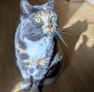 Kuki enjoying the sunny spot during a cat sit in Edinburgh