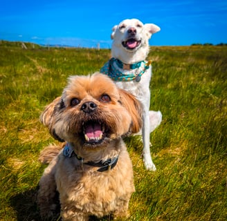 Freddie and Skye enjoying a sunny group dog walk in Edinburgh