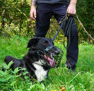 Hund mit Maulkorb im Gassi-Service